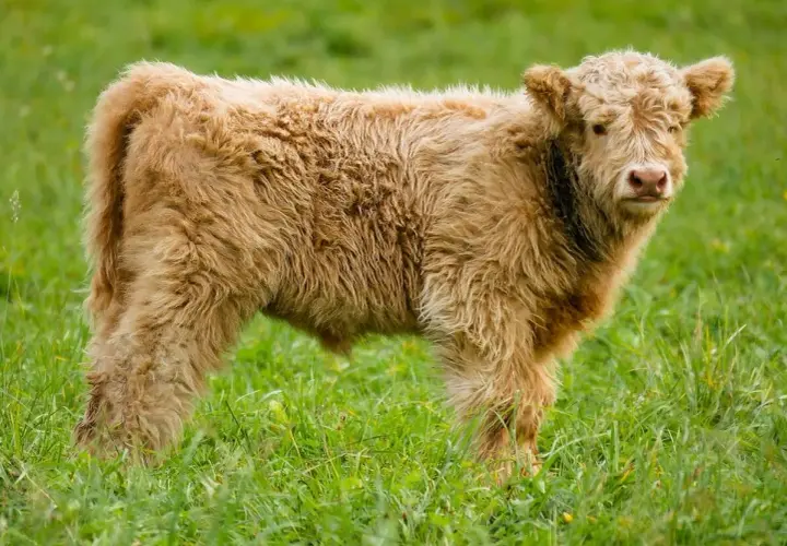Puszyste mini krowy pasące się na zielonej łące.