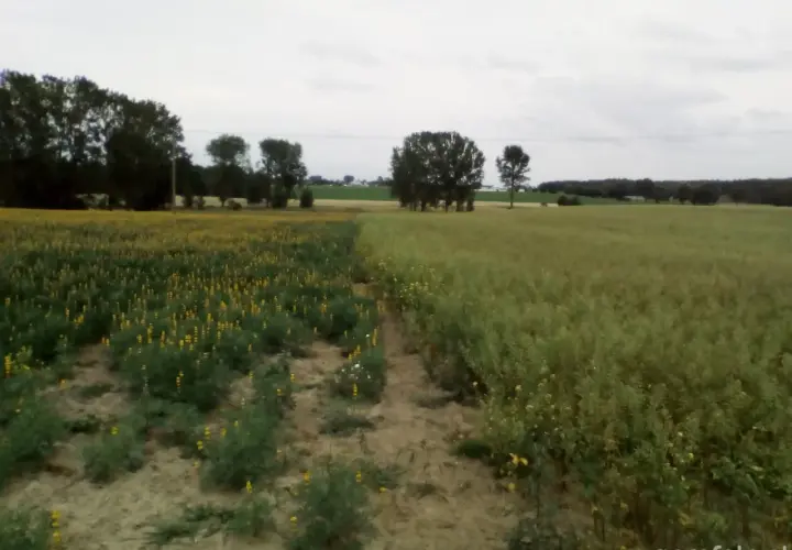 Pole z łubinem i gorczycą na poplon. Widać wyraźny podział między roślinami.