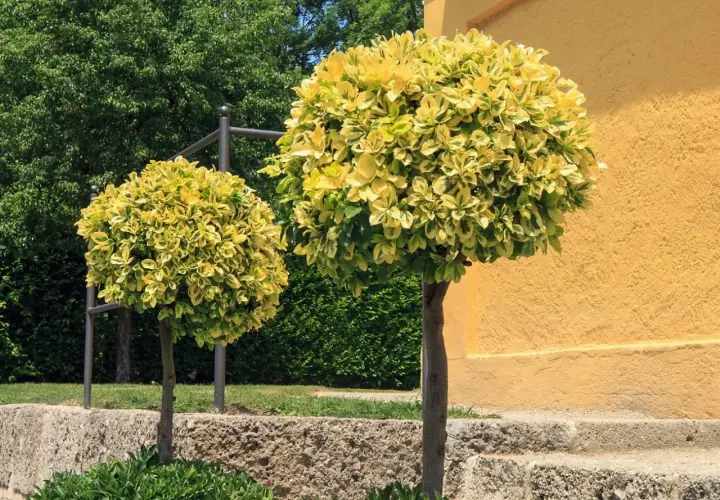 Dwa kuliste krzewy trzmieliny o variegatowych liściach tworzą eleganckie aranżacje ogrodowe przy żółtej ścianie budynku.