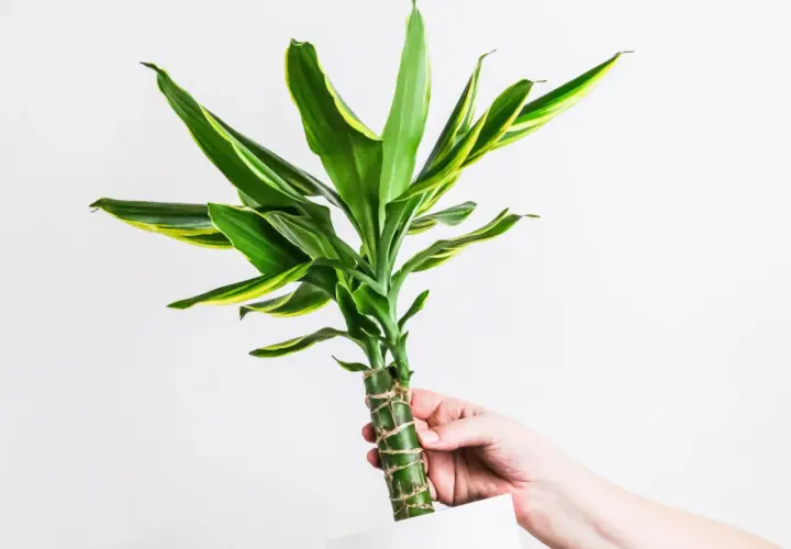 Dłoń trzyma dracenę z zielono-żółtymi liśćmi. Czy dracena jest trująca? Ta roślina domowa jest bezpieczna dla zwierząt i ludzi.