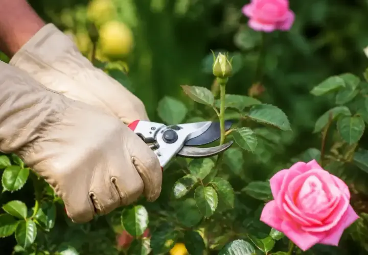 Rękawiczki i sekator przycinają pąk róży. Wiosenne cięcie róż to klucz do obfitego kwitnienia.