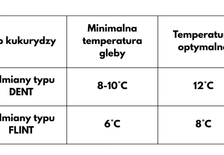 Tabela pokazuje, kiedy się sieje kukurydzę: odmiany DENT potrzebują 8-10°C gleby, a FLINT 6°C.