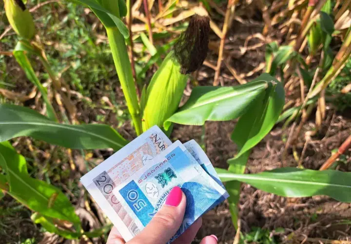 Dłoń z banknotami 20 i 50 zł na tle łanu kukurydzy. Czy to już wiadomo, ile jest dopłaty do hektara?
