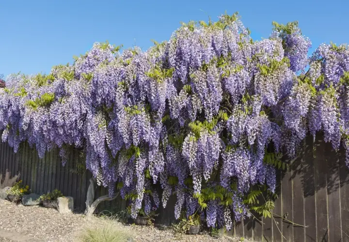 Obficie kwitnąca wisteria tworzy fioletowy wodospad kwiatów na tle drewnianego płotu. To piękny widok, kiedy wisteria kwitnie wiosną.