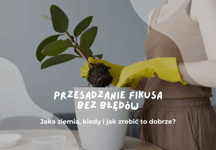 Przesadzanie fikusa: ręce w żółtych rękawiczkach wyjmują roślinę z bryłą korzeniową. Jaka ziemia do fikusa będzie najlepsza?