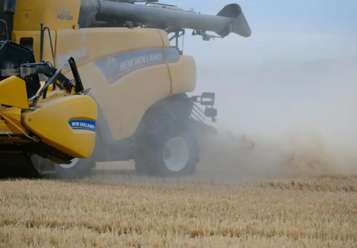 Żółta maszyna New Holland CR790 w akcji, zbierając rzepak. W powietrzu unosi się kurz.
