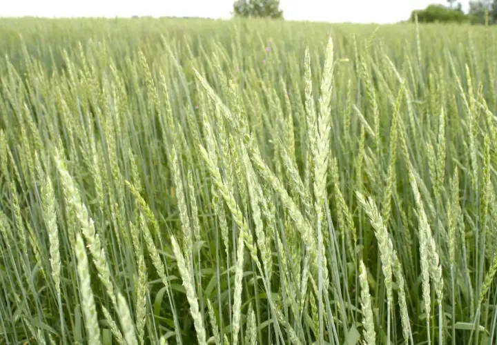 Zielone kłosy orkiszu na polu, zapowiadające obfite plony. Uprawa orkiszu w pełnym rozkwicie.