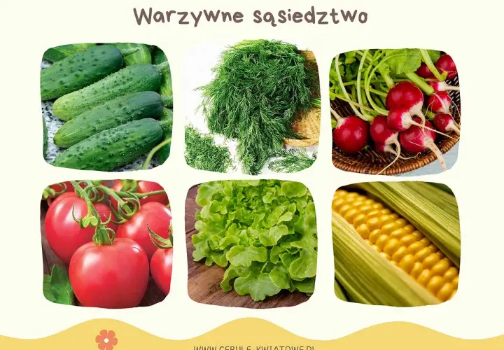 Ogórki, koperek, rzodkiewka, pomidory, sałata i kukurydza. Dowiedz się, jakie warzywa sadzić obok siebie dla najlepszych plonów.