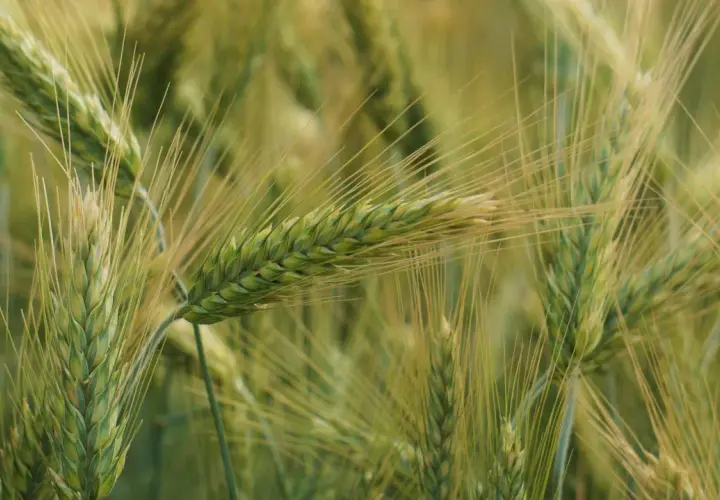 Zielone kłosy pszenżyta, idealnego na słabe gleby, w zbliżeniu. Długie, cienkie źdźbła tworzą gęste pole.