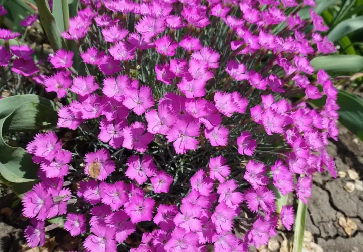 Kwitnące goździki w kolorze fuksji, które naturalnie odstraszają muchy.