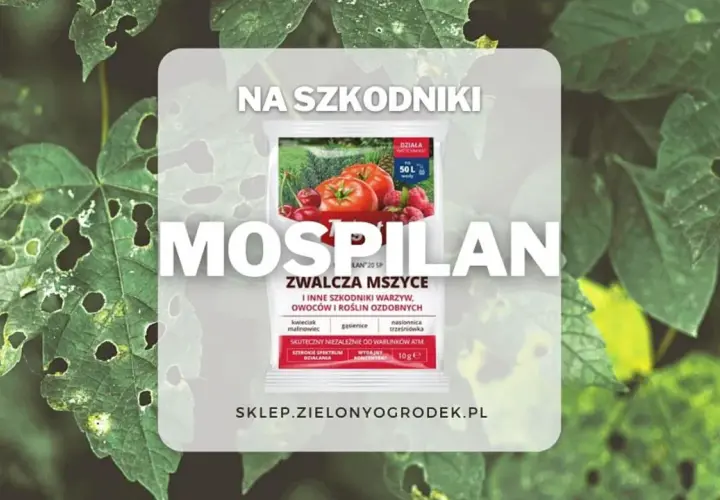 Mospilan oprysk śliwy i innych roślin. Zwalcza mszyce, gąsienice i inne szkodniki. Skuteczny na warzywa, owoce i rośliny ozdobne.