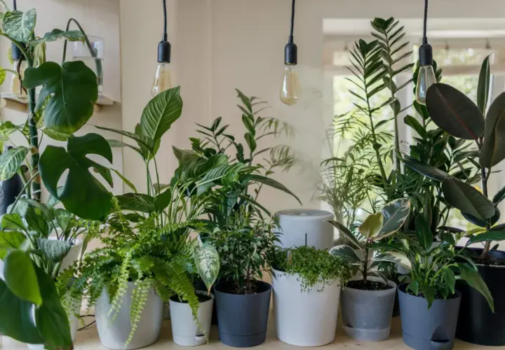 Letnie kompozycje kwiatowe w donicach tworzą zieloną oazę. Wśród nich monstera, paproć i figowiec.