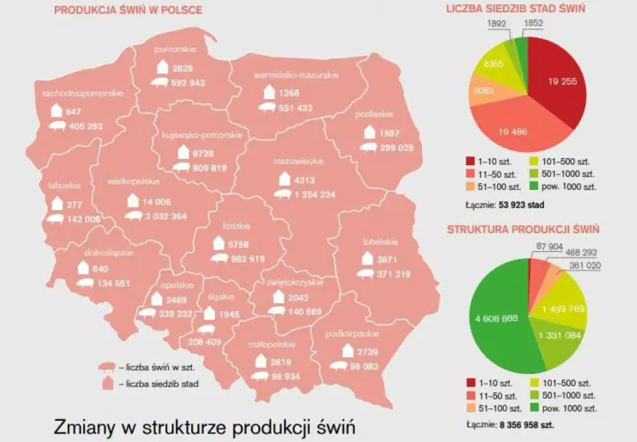 Mapa Polski z danymi o pogłowiu świń w województwach. Wielkopolska ma największą liczbę świń.