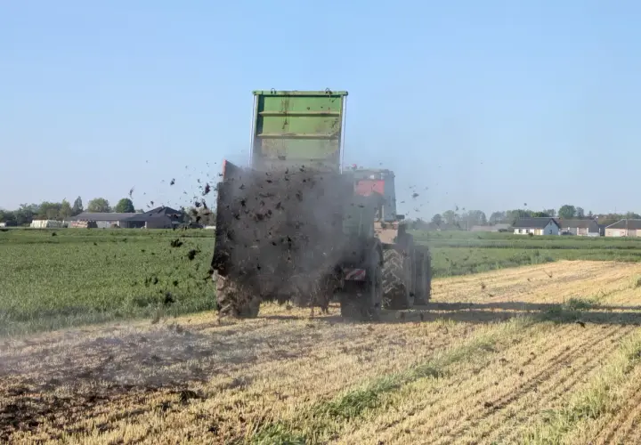 Traktor z przyczepą rozsypuje obornik na polu. To ważny termin wywozu obornika, przygotowujący ziemię do kolejnych upraw.