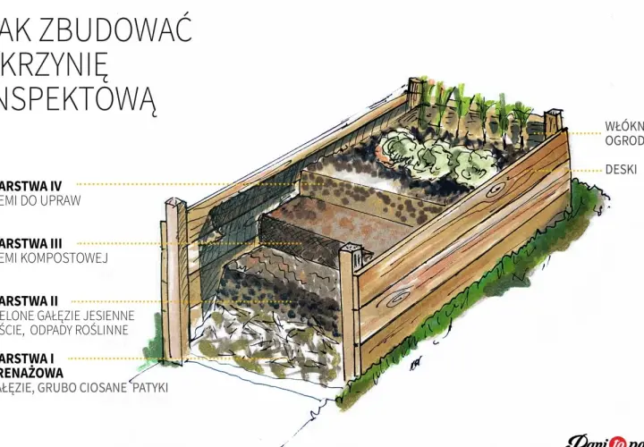 Warzywniak w skrzyniach, z warstwami od drenażowej po ziemię do upraw, z widocznymi marchewkami i sałatą.