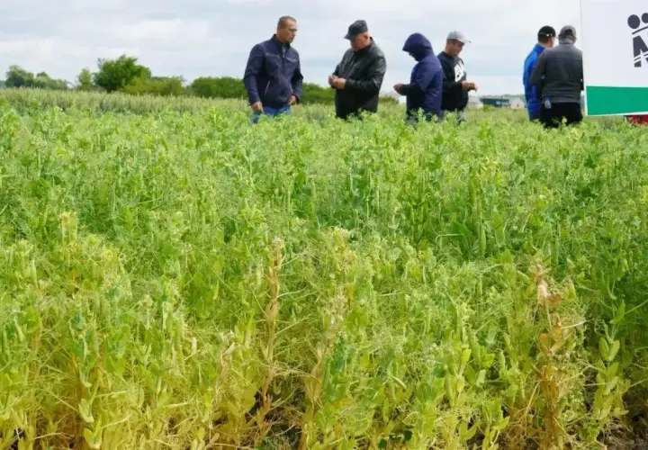 Rolnicy oceniają plon grochu na hektar na poplon. Widać strąki i zielone łodygi.