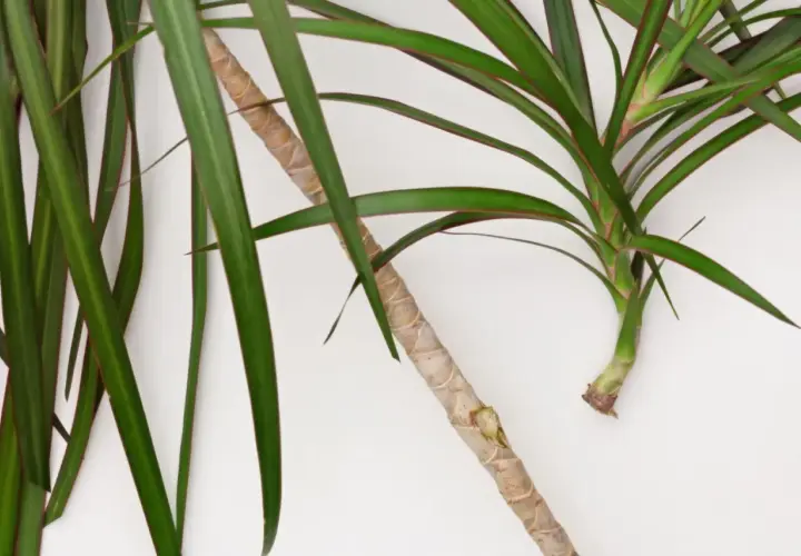 Zielona dracena z czerwonymi brzegami liści, gotowa do rozmnażania. Dowiedz się, jak ukorzenić dracenę i cieszyć się nowymi roślinami.