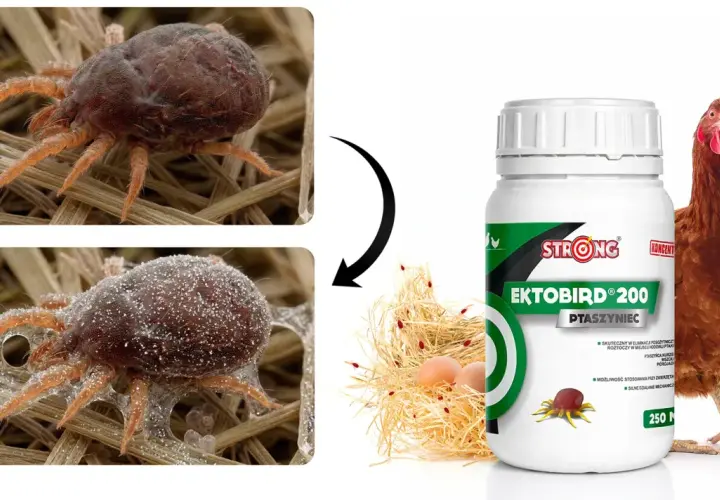 Makro zbliżenie na ptaszyńca kurzego, pasożyta zagrażającego ptakom. Obok butelka preparatu Ektobird 200.