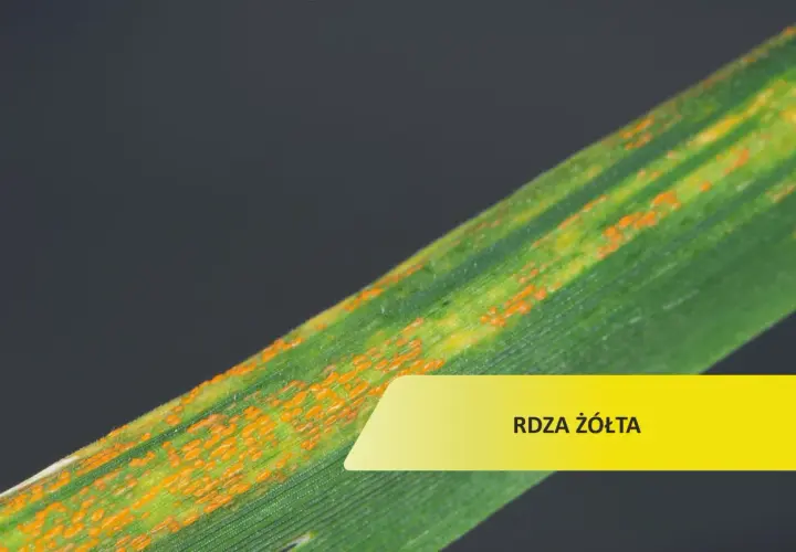 Liść zboża z pomarańczowymi plamkami, objaw choroby rdza żółta.