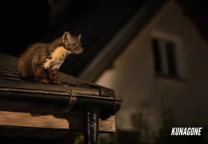 Kuna na dachu nocą. Zastanawiasz się, co odstrasza kuny? Ten sprytny drapieżnik szuka schronienia, ale są sposoby, by go zniechęcić.