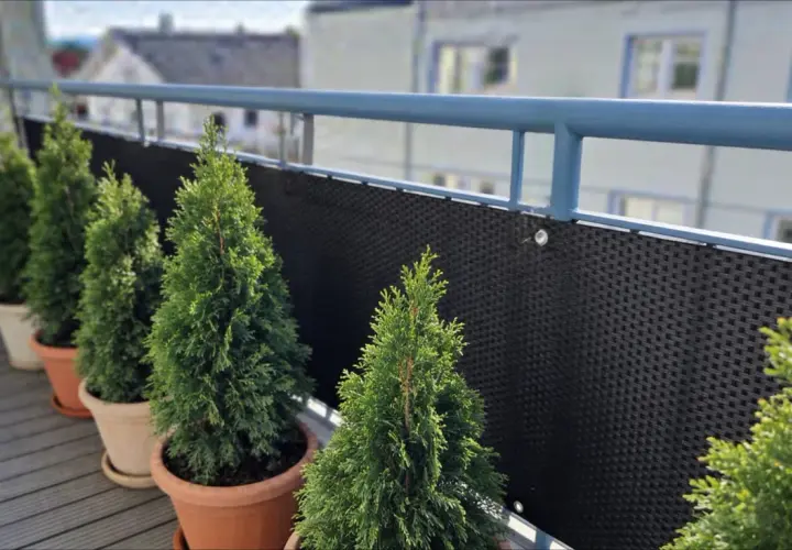 Rząd tuj w donicach na balkonie. Zastanawiasz się, jak wysokie mogą być tuje przy płocie? Te młode drzewka dopiero zaczynają rosnąć.