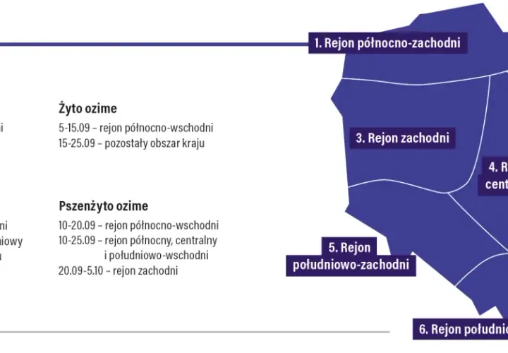 Kiedy siać żyto? W północno-wschodniej Polsce od 5 do 15 września, a w pozostałych regionach od 15 do 25 września.