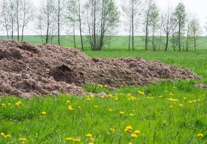 Ogromna kupa podłoża popieczarkowego na polu, gotowa do rozwiezienia. Ile na hektar? To zależy od potrzeb uprawy.