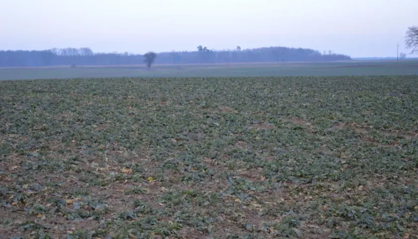 Pole z młodym rzepakiem, który nie jest zbożem. W tle las i zachmurzone niebo.
