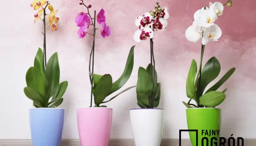 Cztery piękne storczyki odmiany Phalaenopsis w pastelowych doniczkach: żółty, różowy, biało-bordowy i biały.