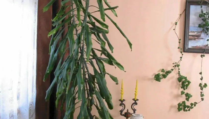Długa, zwisająca dracena, której kwiaty są trujące, rośnie obok okna. Na ścianie wisi obraz i pnącze.