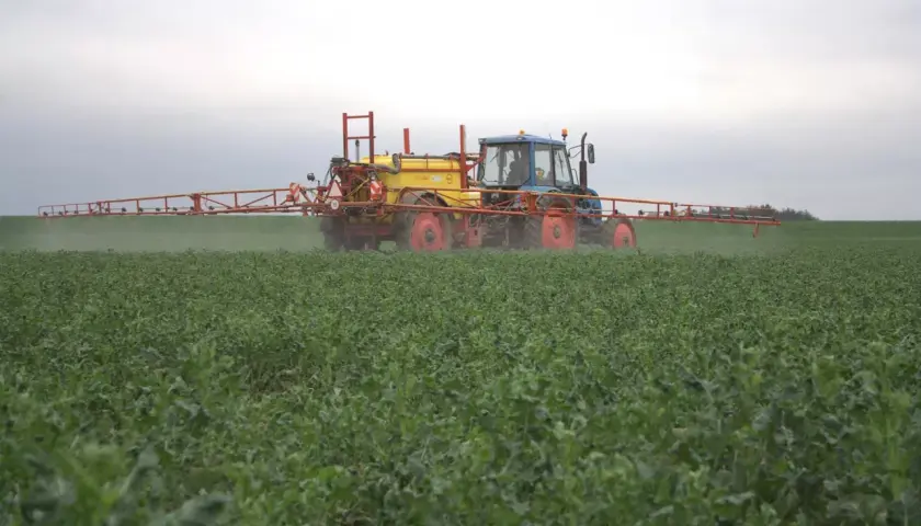 Traktor z opryskiwaczem wykonuje dokarmianie dolistne rzepaku na zielonym polu.