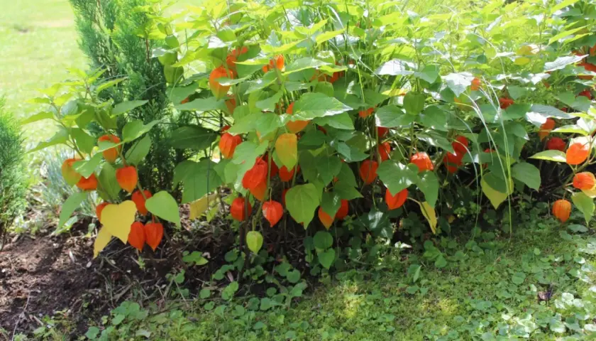 Krzew miechunki jadalnej z licznymi pomarańczowymi lampionami owocowymi, otoczony zielenią i trawą.