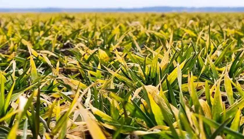 Pole jęczmienia z widocznymi objawami żółtej karłowatości. Liście są zielono-żółte, niektóre brązowe, a rośliny są wyraźnie niższe.
