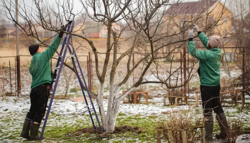 Dwie osoby przycinają drzewo, przygotowując je do wiosny. To idealny czas, kiedy przycinać czereśnie, by zapewnić obfite plony.