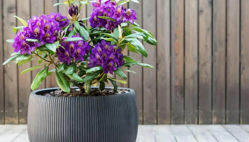 Fioletowy rododendron w ozdobnej donicy, idealne stanowisko na tarasie.