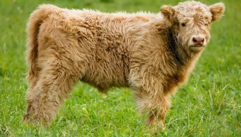 Puszyste mini krowy pasące się na zielonej łące.