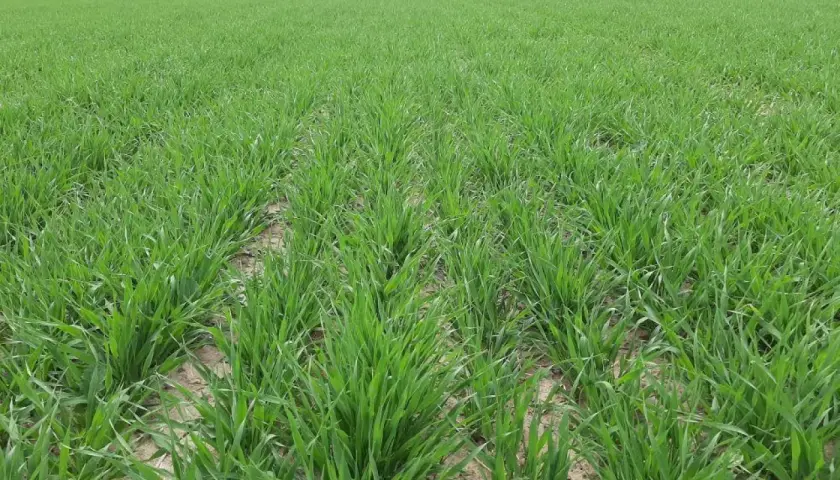 Zielone łany jęczmienia jarego, obiecujące wysokie plony. Ile na ha?