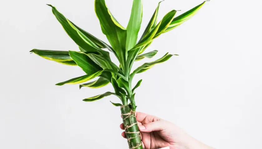 Dłoń trzyma dracenę z zielono-żółtymi liśćmi. Czy dracena jest trująca? Ta roślina domowa jest bezpieczna dla zwierząt i ludzi.