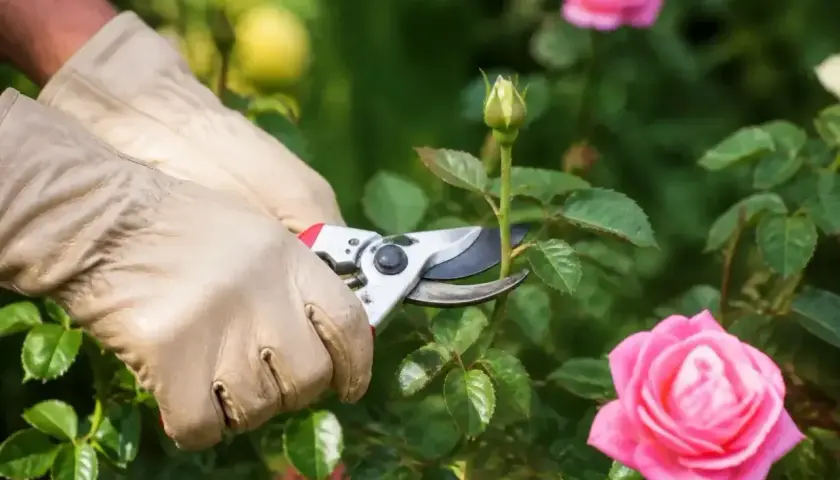 Rękawiczki i sekator przycinają pąk róży. Wiosenne cięcie róż to klucz do obfitego kwitnienia.