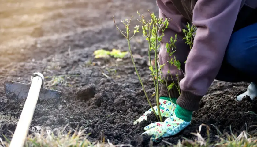 Ręce w rękawiczkach sadzą borówkę amerykańską. Obok leży motyka.