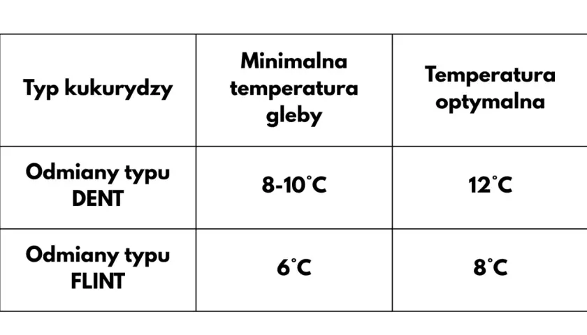 Tabela pokazuje, kiedy się sieje kukurydzę: odmiany DENT potrzebują 8-10°C gleby, a FLINT 6°C.