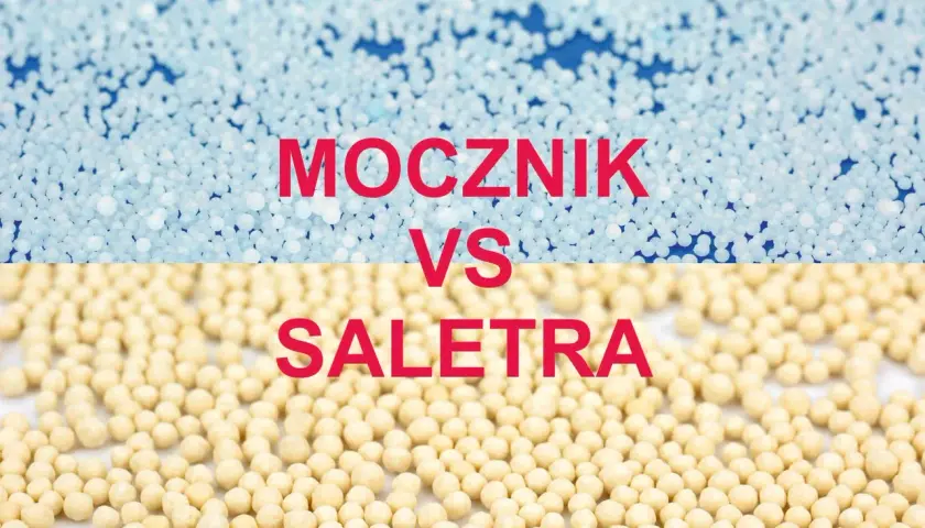 Granulki nawozów: jasnoniebieski mocznik i żółta saletra. Porównanie dwóch popularnych nawozów dla roślin.