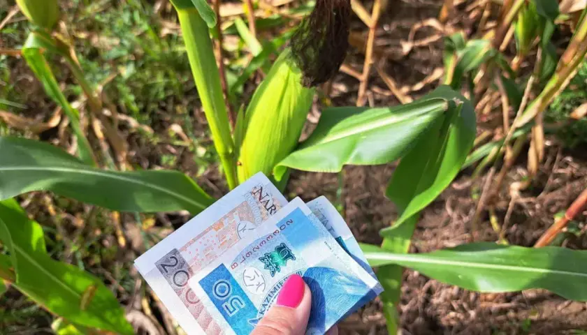 Dłoń z banknotami 20 i 50 zł na tle łanu kukurydzy. Czy to już wiadomo, ile jest dopłaty do hektara?