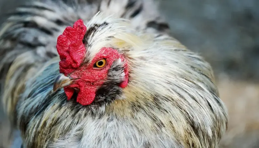 Głowa koguta z czerwonym grzebieniem i żółtym okiem. Jego pióra są białe i czarne, jakby miały wszy kurze.