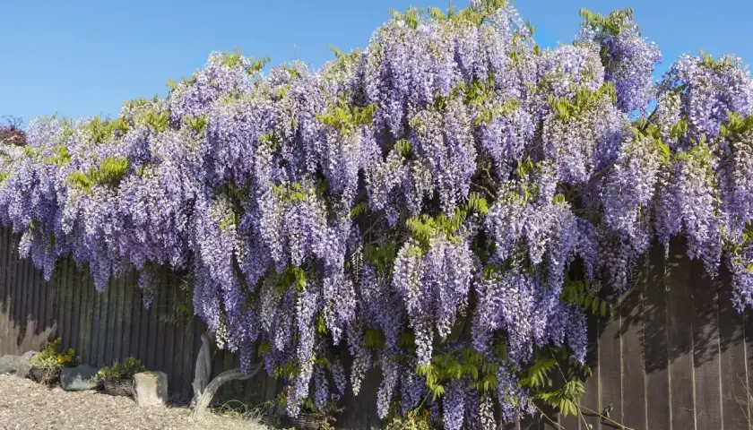 Obficie kwitnąca wisteria tworzy fioletowy wodospad kwiatów na tle drewnianego płotu. To piękny widok, kiedy wisteria kwitnie wiosną.