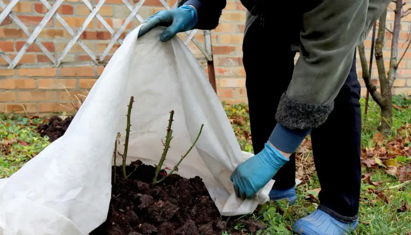 Osoba w niebieskich rękawiczkach okrywa róże na zimę agrowłókniną, chroniąc je przed mrozem.