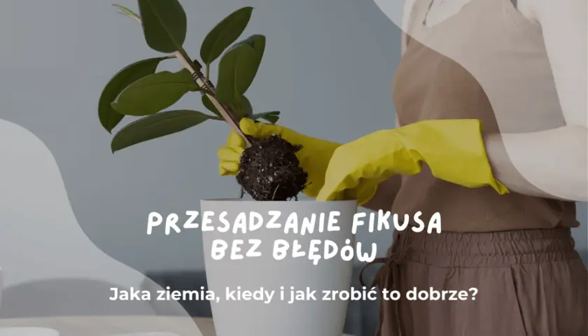 Przesadzanie fikusa: ręce w żółtych rękawiczkach wyjmują roślinę z bryłą korzeniową. Jaka ziemia do fikusa będzie najlepsza?