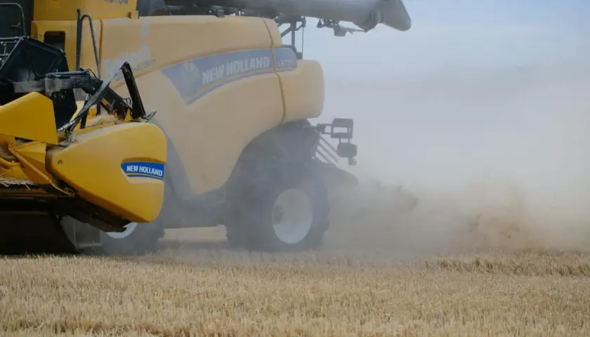 Żółta maszyna New Holland CR790 w akcji, zbierając rzepak. W powietrzu unosi się kurz.