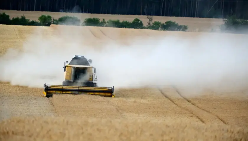 Żółta maszyna rolnicza w akcji, kiedy kosi się rzepak, wzbijając tumany kurzu na złotym polu.