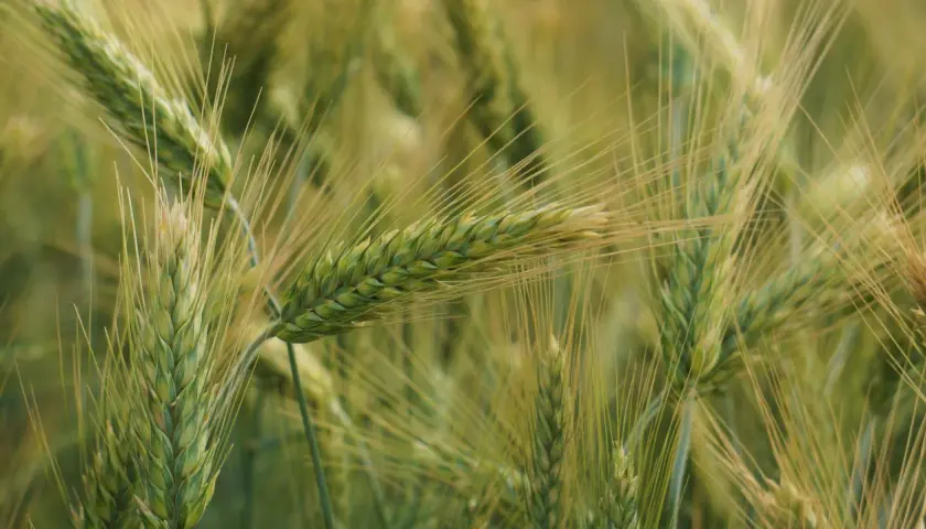 Zielone kłosy pszenżyta, idealnego na słabe gleby, w zbliżeniu. Długie, cienkie źdźbła tworzą gęste pole.